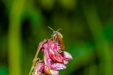 carefree bee sitting on a beautiful pink flower on a sunny summer day. Macro photo 