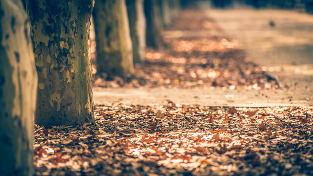 Orange and brown autumn leaves on the ground near some trees