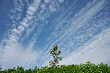Blue sky with row of clouds in summer