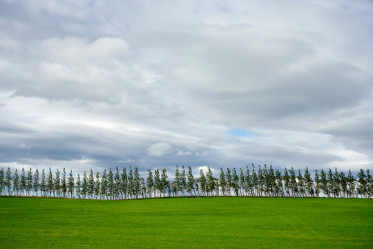 Beautiful landscape of vivid green meadow with row of trees at horizon in overcast weather