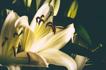 LilienBlüte © Michael