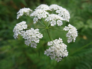 Flowers of Daucus carota (wild carrot, bird's nest, bishop's lace) with green background.