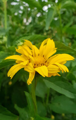 beautiful yellow flower against the background of green leaves