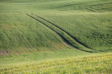Soft green field