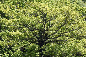 Fototapeta na wymiar The oak tree with green springtime leaves