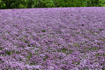 Chives field so beautiful colored purple borders the forest