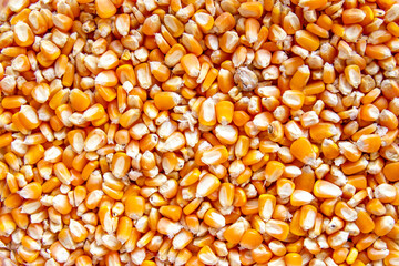 close up of yellow corn seeds can be use as background