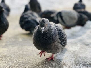 Close up of pigeon on street in winter season. Bird walking on ground in wintertime.