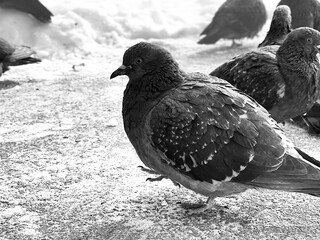 Close up of pigeon on street in winter season. Bird walking on ground in wintertime.