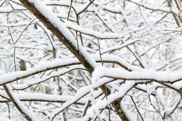 Branches of trees covered with heavy snow in Germany / Eifel