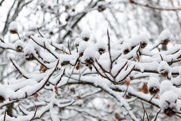 Branches of trees covered with heavy snow in Germany / Eifel