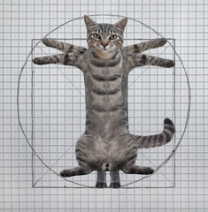 A gray cat looks like the Vitruvian man by Leonardo da Vinci. Squared notebook sheet background.