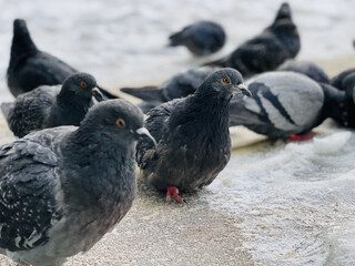 Close up of pigeons on street in winter season. Flock of birds walking on ground in search for food in wintertime.