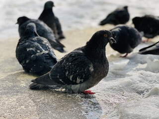 Close up of pigeons on street in winter season. Flock of birds walking on ground in search for food in wintertime.