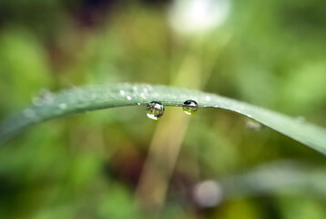 Raindrops on the leaves after the rain