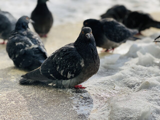 Close up of pigeons on street in winter season. Flock of birds walking on ground in search for food in wintertime.