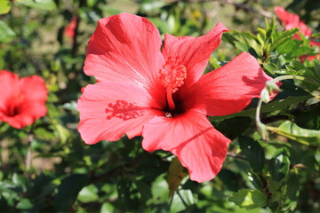 テントウムシの入ったハイビスカス