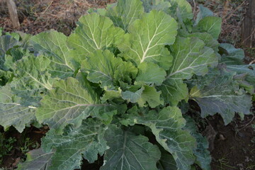 Naklejka premium Lettuce leaf