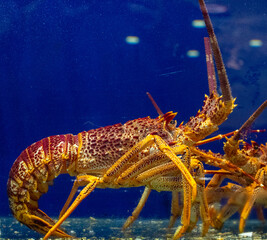 Lobster in an aquarium with blue background