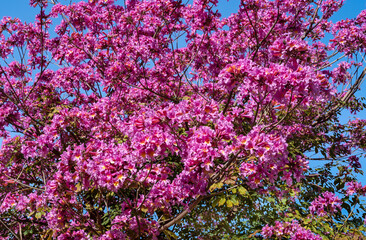 Tree with pink flowers on February in Israel.