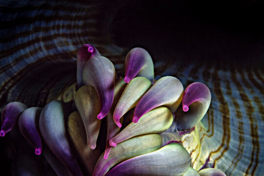 An aggregating anemone's mouth and tentacles in the Channel Islands.