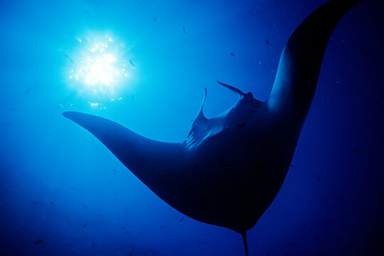 A 16 foot wide manta ray (Manta birostris) passes in front of the sun