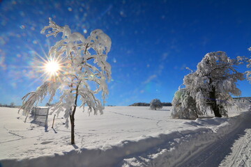 Winter
