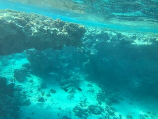 Fototapeta na wymiar Coral reefs in Aqaba the pearl of Jordan snorkel and dive in the Red Sea