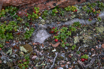 Smoky quartz among lingonberry bushes. Tundra. Island in White sea.