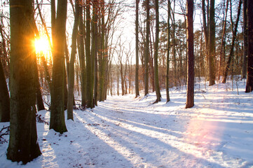 Winter forest with snow and sun