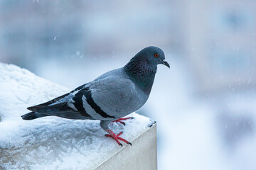 Bird standing on the windowsill on a snowy day
