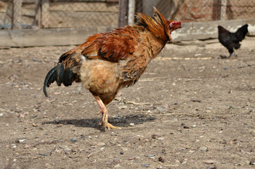 The poultry rooster brushing