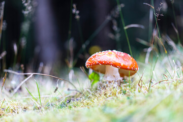 Mushroom in forest