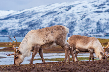 Naklejka na ściany i meble reindeer in the mountain