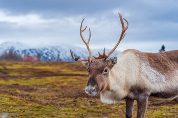 ラップランドのトナカイ