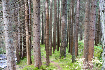 pine grove in the forest