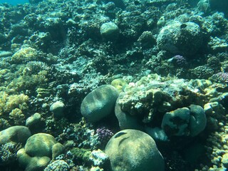Naklejka na ściany i meble Coral reefs in Aqaba the pearl of Jordan snorkel and dive in the Red Sea