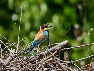 European bee-eater, Merops apiaster, in an orange grove near Xativa, Spain