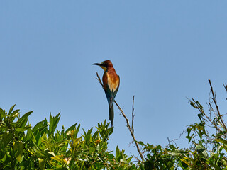 European bee-eater, Merops apiaster, in an orange grove near Xativa, Spain