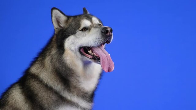 Alaskan Malamute sits in the studio on a blue background. The pet stuck out its tongue and examines everything around. Slow motion. Close up.