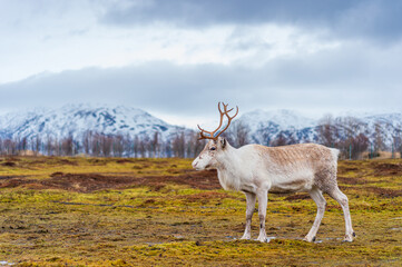 Obraz premium brown reindeer in the woods
