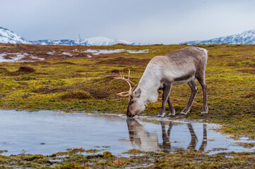 reindeer in the wild