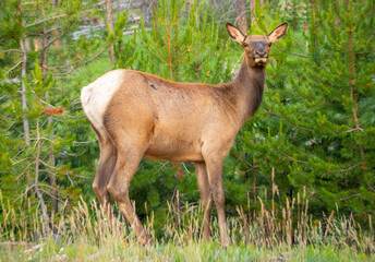 one white tail elk standing and looking