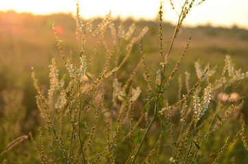Fototapeta premium The flowering ears in the golden light of the sun on the meadow