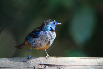 Silver-breasted Tanager (Tangara cyanomelas) perched on a log