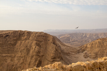 Bird above the canyon
