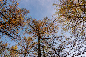 Spring forest with pines and spruces with short needles on the background with tender blue sky. Sunny day. Bottom view on the tree crowns