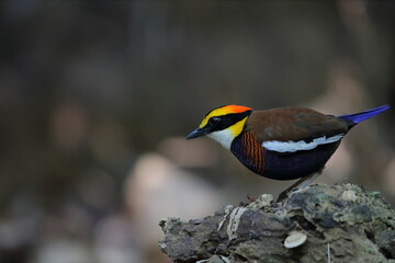 Pitta Irena: a conservative bird in Thailand 