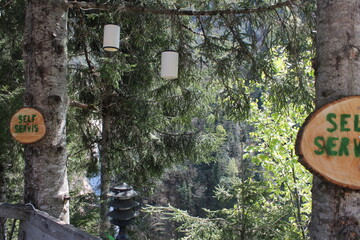 no parking sign on a tree