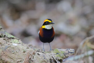 Pitta Irena: a conservative bird in Thailand 